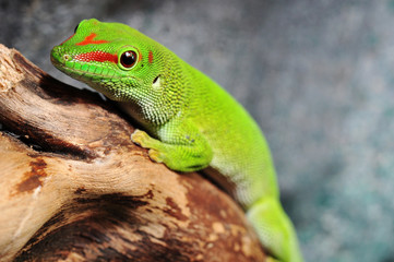 Madagaskar Taggecko auf einem Ast
