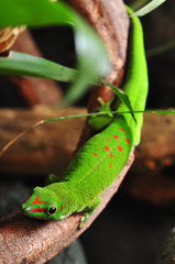 Madagaskar Taggecko auf einem Ast
