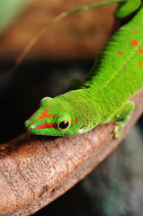 Madagaskar Taggecko auf einem Ast