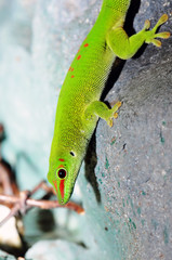 Madagaskar Taggecko