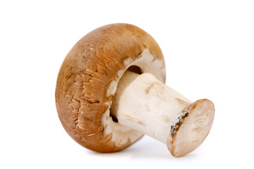 One brown mushroom