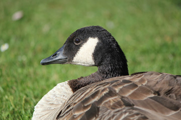 Savage goose