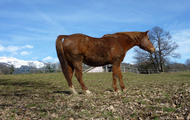 Brown horse in a meadow