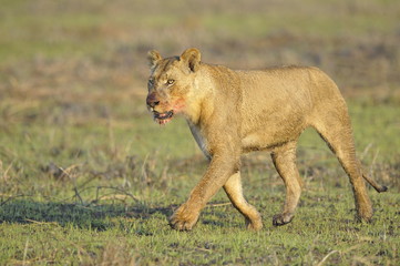 Lioness after hunting.