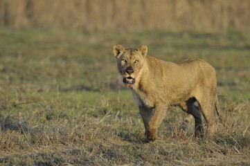A portrait of a lioness with a blood-stained mouth.