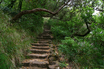 Levada do Risco