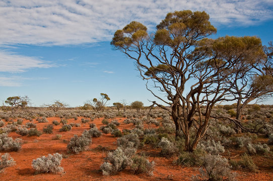 the australian landscape, south australia