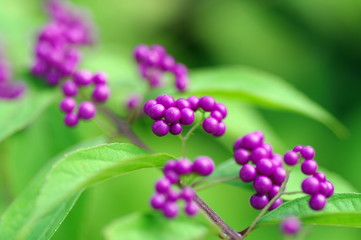 ムラサキシキブと葉のコントラスト