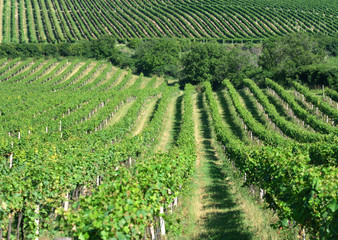 Fototapeta na wymiar fresh green vineyard in central europe