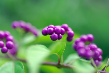 ムラサキシキブと葉のコントラスト