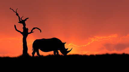 african rhinoceros silhouette - 26865730