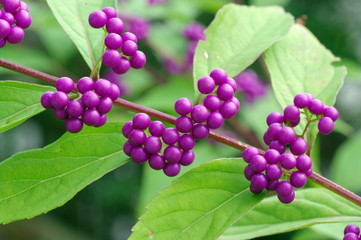 ムラサキシキブと葉のコントラスト