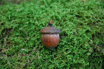 acorn