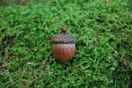 acorn