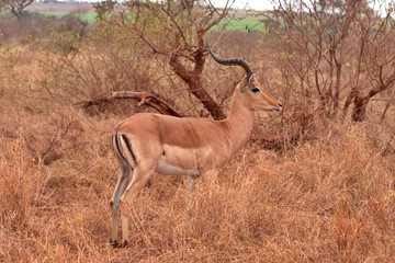Naklejka na ściany i meble impala antelope