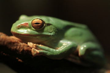 Closeup of A Chinese Gliding Frog With Eyes Closed