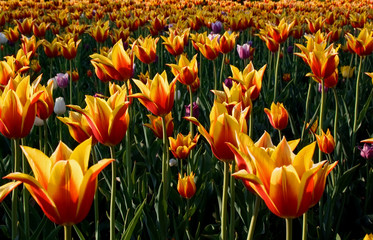 Obraz premium Bright yellow-red tulips in park
