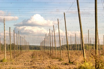 Obraz premium field