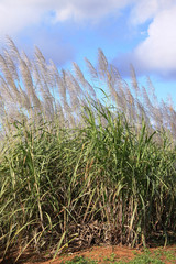 Fototapeta premium Blooming sugarcane plants.