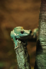 Green Chinese Gliding Frog  in a Tree