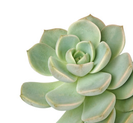 Obraz premium Hen and Chicks plant isolated on white background