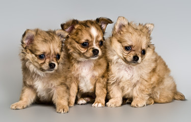 Fototapeta na wymiar Three puppies in studio