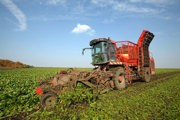 Fototapeta premium Sugar beet