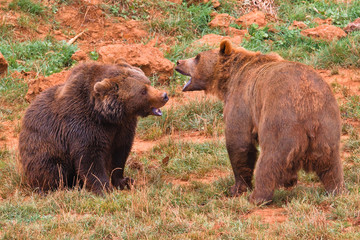 Brown bears fighting