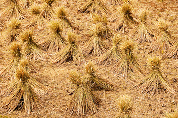 Moisson du riz dans le Guangxi - South China