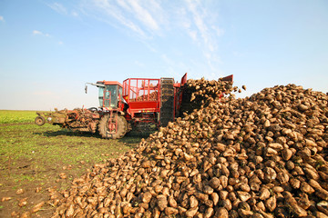 Sugar beet