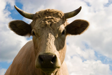 cow
