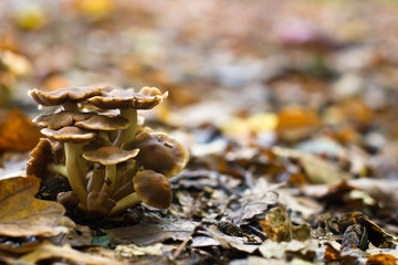 mushroom