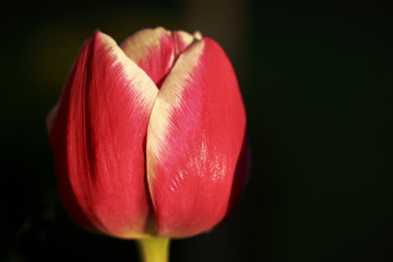 Tulpe