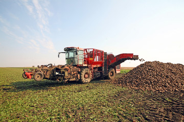 Obraz premium Sugar beet