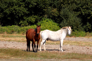 Obraz premium Chevaux