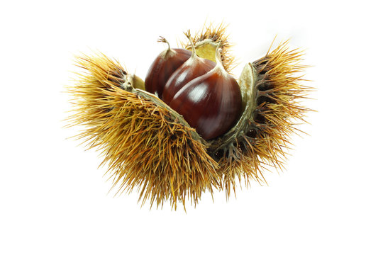 Une bogue et ses ch&acirc;taignes