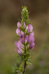 Ononis spinosa
