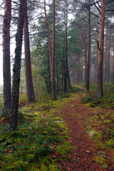 Fototapeta premium Walking path