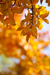 Fototapeta na wymiar Yellow leafs