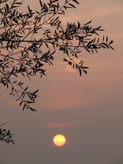 Zweige mit Abendsonne