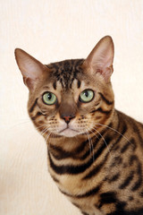 head of bengal cat