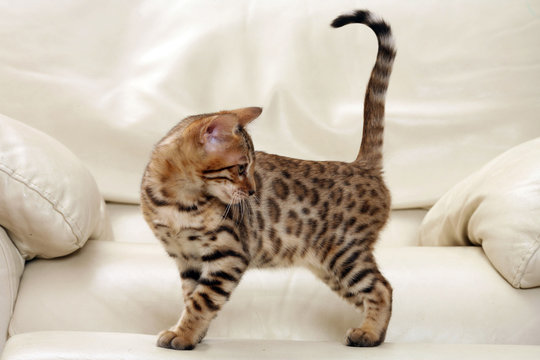 chaton bengal explorant le canap&eacute;