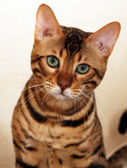 portrait de chat de face - bengal