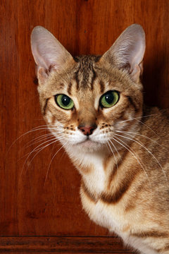 portrait d'un beau chat aux yeux verts
