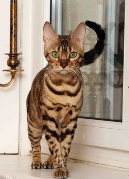 cat indoor