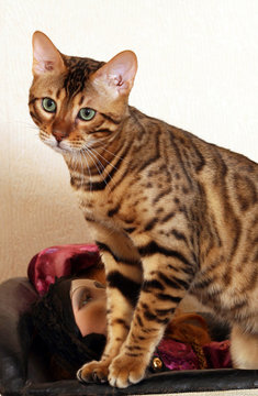 bengal cat on profile