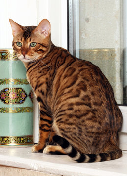chat du bengal assis
