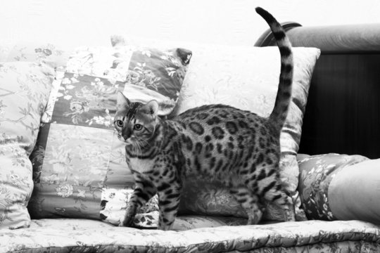 chat du bengal debout sur le canap&eacute;