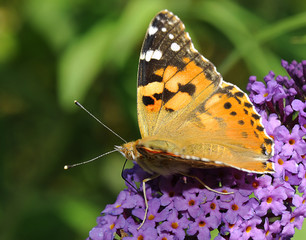 Silver Washed Fritillary