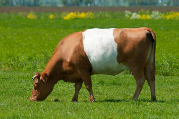 brown lakenvelder cow